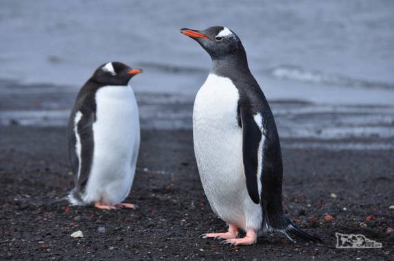 Pinguins gentoo na praia de Deception Island, na Antártida